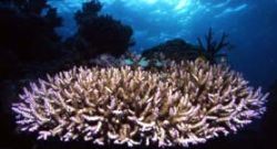 Coral Head, Cod Hole Barrier Reef, Nikon F90X & 20mm by John Belchamber 